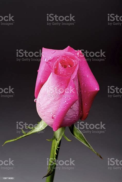 Hot Pink Rose Bud With Dew Drops Stock Photo Download Image Now