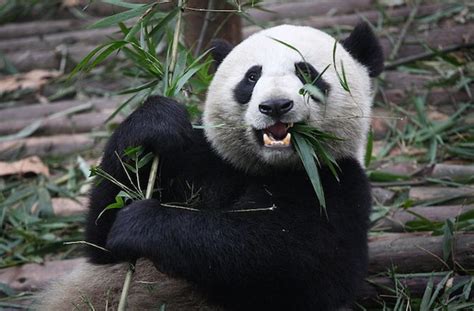 Five Interesting Facts About Giant Pandas Interesting Facts