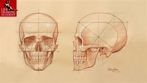 How To Make And Draw A Skull Life Drawing