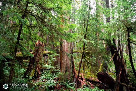 The Old Growth Forests Of Vancouver Island By Marcel Comeau Medium