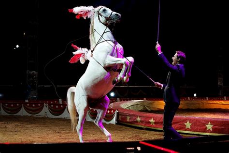 yvelines les mureaux au festival international du cirque flavio togni dialogue avec les