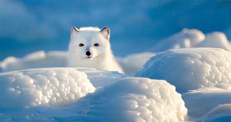 How Do Arctic Foxes Hunt In Snow