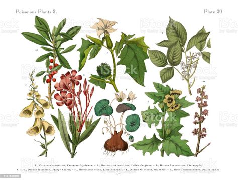 Poisonous And Toxic Plants Victorian Botanical Illustration Stock