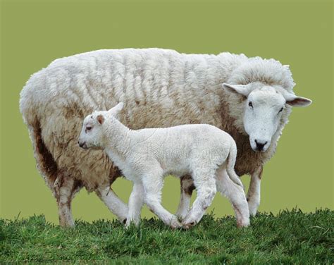 Mother Sheep And Lamb Photo Lamb Vs Sheep Sheep And Lamb Lamb Pictures