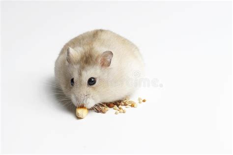 Dwarf Furry Hamster Eating Food On White Background Front View Stock