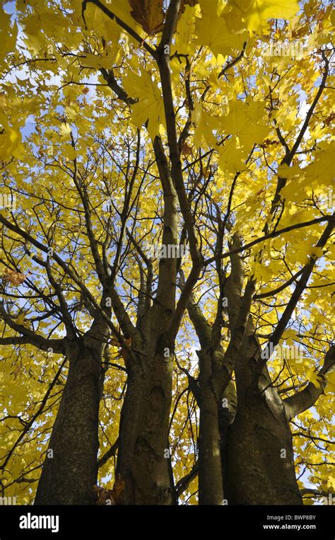 Norway Maple Tree Acer Platanoides In Autumn Stock Photo Alamy