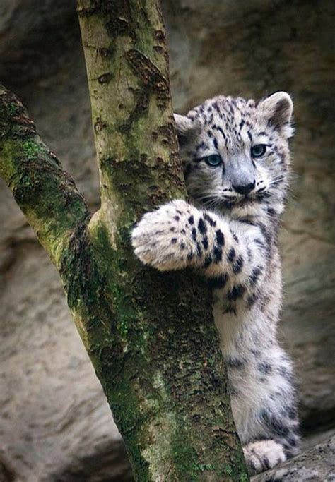 Baby Snow Leopard Wild Cats Pinterest