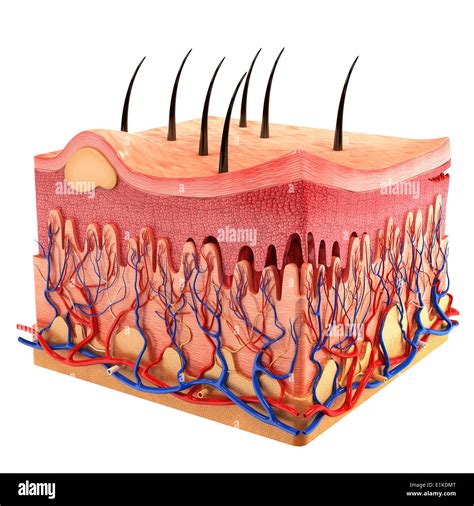 Introduction To The Integumentary System Animated Tutorial Complete