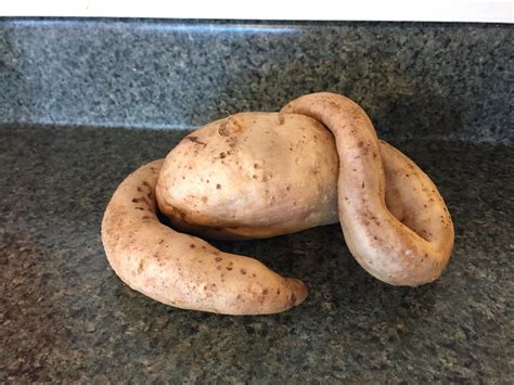 This Potato We Pulled From Our Garden Looks Like A Vegetable Art Piece