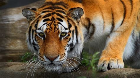 Big Cats Tigers Snout Glance Animals Tiger Wallpaper
