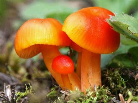 Orange Mushrooms Orange Mushroom Orange Plant Mushroom Fungi