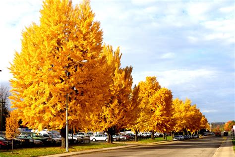 Ginkgo Autumn Gold Heinen Landscape