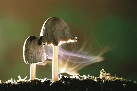 Mushroom Releasing Spores Photograph by Ciabou Hany