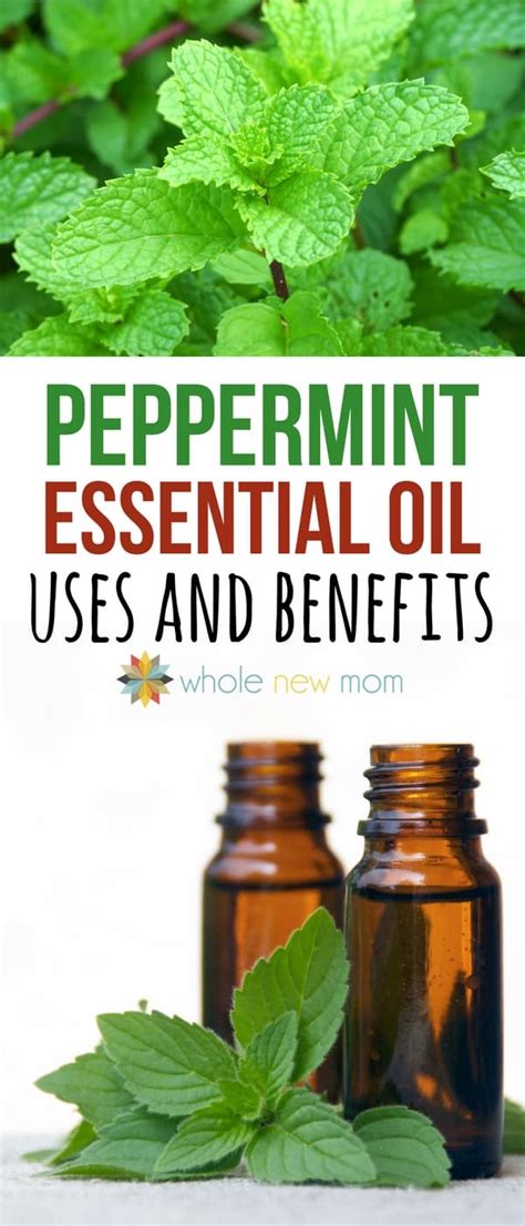 20 Peppermint Essential Oil Uses And Benefits Whole New Mom