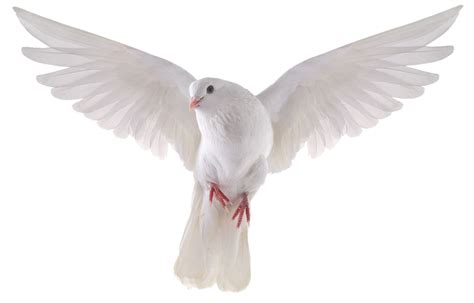 Peace White Pigeon Png Transparent Image Png Mart