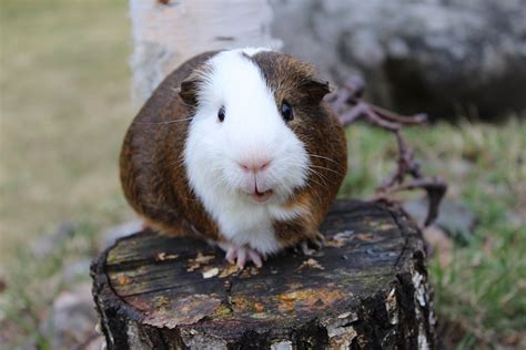 1280x720 Wallpaper Guinea Pig Standing On The Stump Peakpx