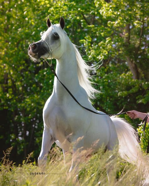 Beautiful Arabian Horses Majestic Horse Majestic Animals Horse Crazy