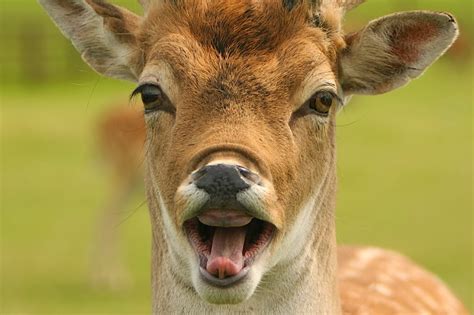 Cute Funny Animalz Funny Deer New Pictures And Wallpapers 2014