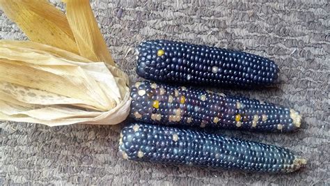 Shades Of Blue Ornamental Corn Seeds Maize Native American Etsy