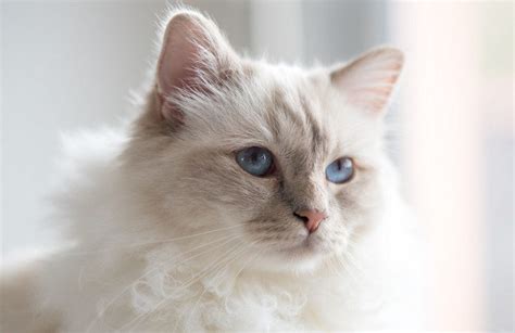 Birman Cat Personality History Appearance Care And Health Concerns