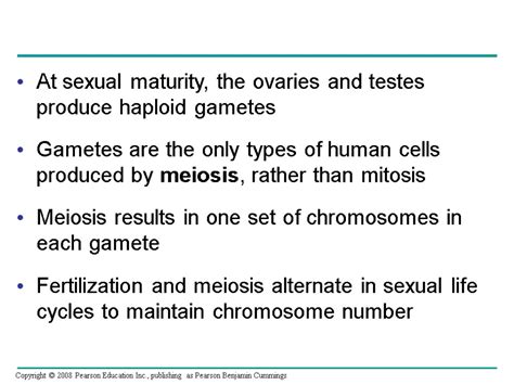 Chapter 13 Meiosis And Sexual Life Cycles Overview