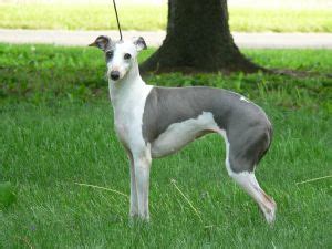 We have been raising dogs for over 25 years and have had many happy customers. Italian Greyhound Puppies in Ohio