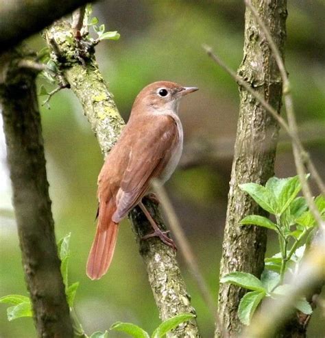 Common Nightingale By Unspecified Birdguides