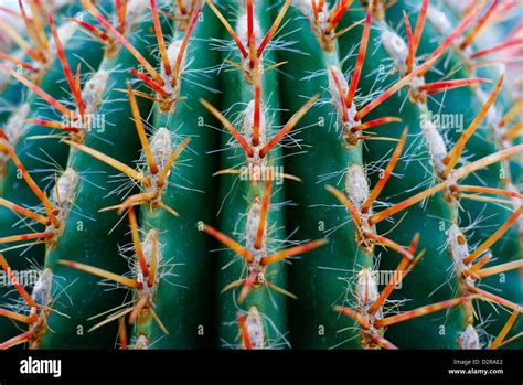 Mexican Lime Cactus With Red And Orange Spikes Ferocactus Pilosus