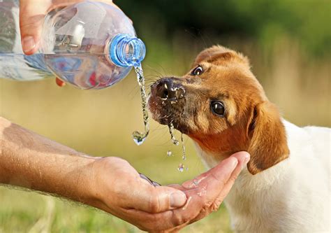 Your Pets Need Pure Water Too