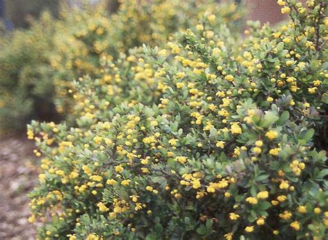 Berberis Buxifolia Nana Landscape Plants Oregon State University