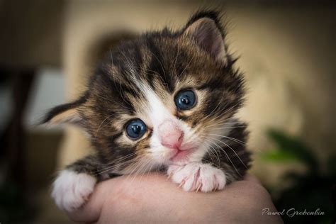 Cute Kitten With Blue Eyes Kittens Cutest Cute Animals Funny Animals