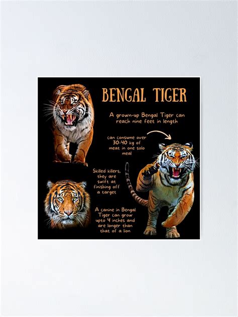 Bengal Tiger Fun Facts Poster For Sale By Kylenesas Redbubble