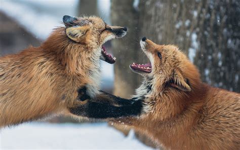 Wallpaper Two Foxes Playful 3840x2160 Uhd 4k Picture Image