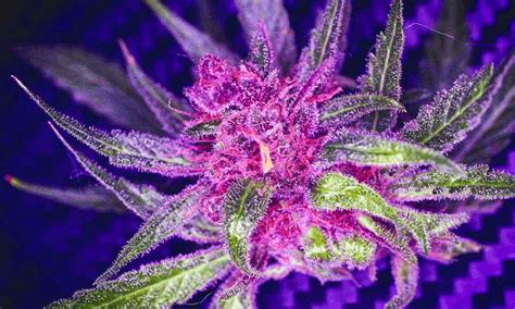 Purple Kush Growing Guide Some Of The Most Important Tips To Consider