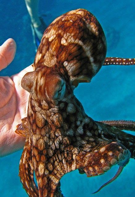 Octopus Ocean Creatures Octopus Marine Animals