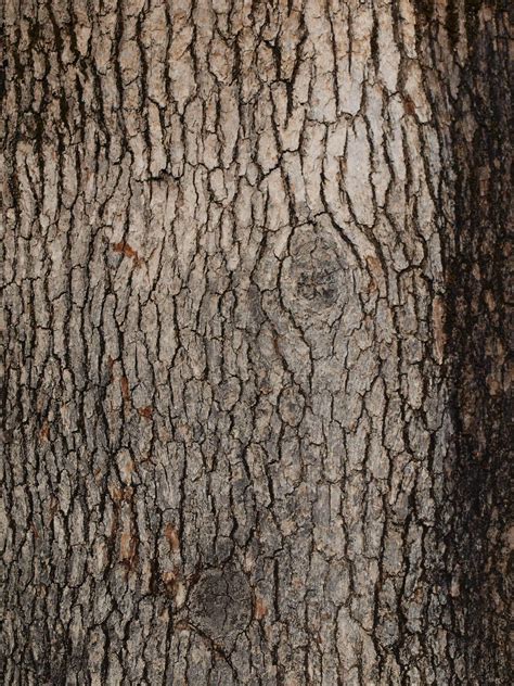 Tree Textures Material Textures Color Textures Textures Patterns Tree Bark Texture Wood