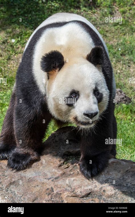 Giant Panda Ailuropoda Melanoleuca Posing On Rock In Zoo Animal