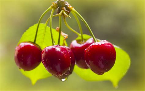 Michigan Cherry Recipe Round-Up | A Healthier Michigan