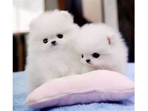 Get a constantly updating feed of breaking news, fun stories, pics, memes, and videos just for you. Top Quality Tea-Cup Pomeranian Puppies! - Animals - Peoria - Illinois - announcement-36909