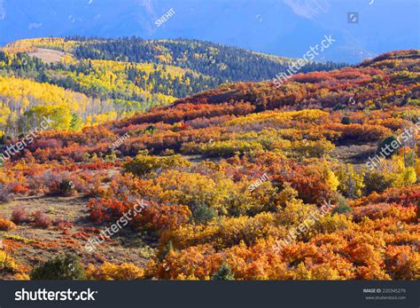 Rolling Hills Of Autumn Trees Stock Photo 220345279 Shutterstock