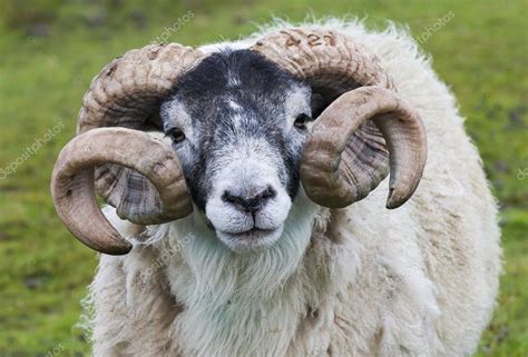 Sheep Ram Horn Stock Photo By ©kloeg008 85229732