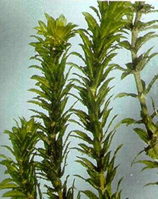 Plastida merupakan organel yang hanya terdapat pada tumbuhan. iLham AGT'08 uns: Hydrilla