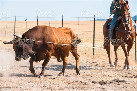 Cowboy Tries To Lasso And Catch A Running Bull Stock Photo Download