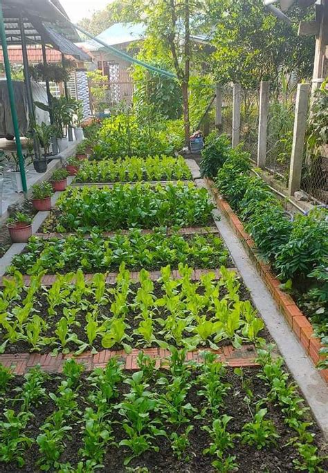 Vegetable Garden Planning Backyard Vegetable Gardens Veg Garden