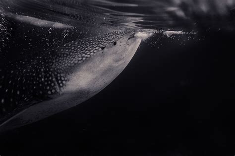 Der Walhai – Der größte Fisch der Welt | Tauchbuddies
