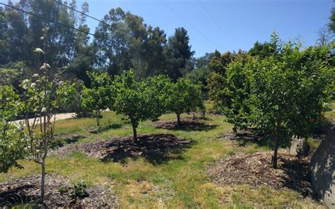 Fruit Trees For A Year Round Harvest In Southern California Greg