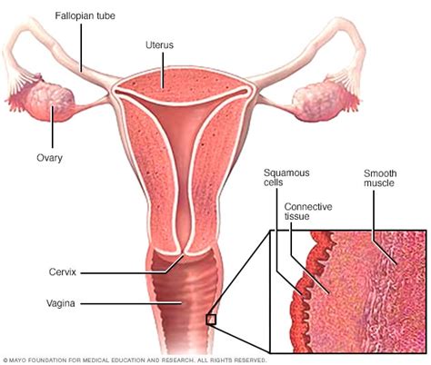 Vaginal Cancer Symptoms And Causes Mayo Clinic