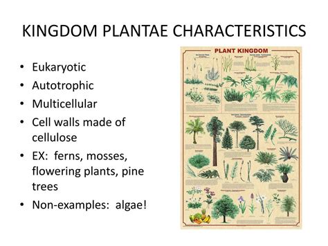 Ppt Kingdom Plantae Powerpoint Presentation Free Download Id1598123