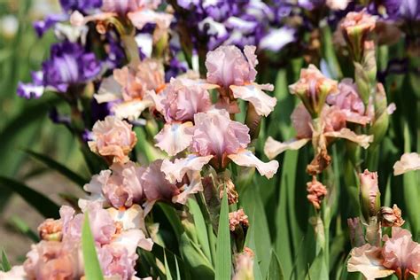 Hd Wallpaper Irises Flowers Pink Irises Handsomely Garden Flowers