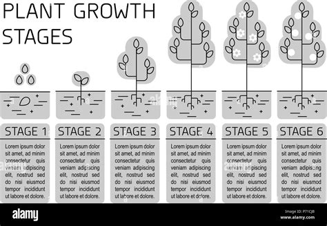 Plant Growth Stages Infographics Line Art Icons Planting Instruction